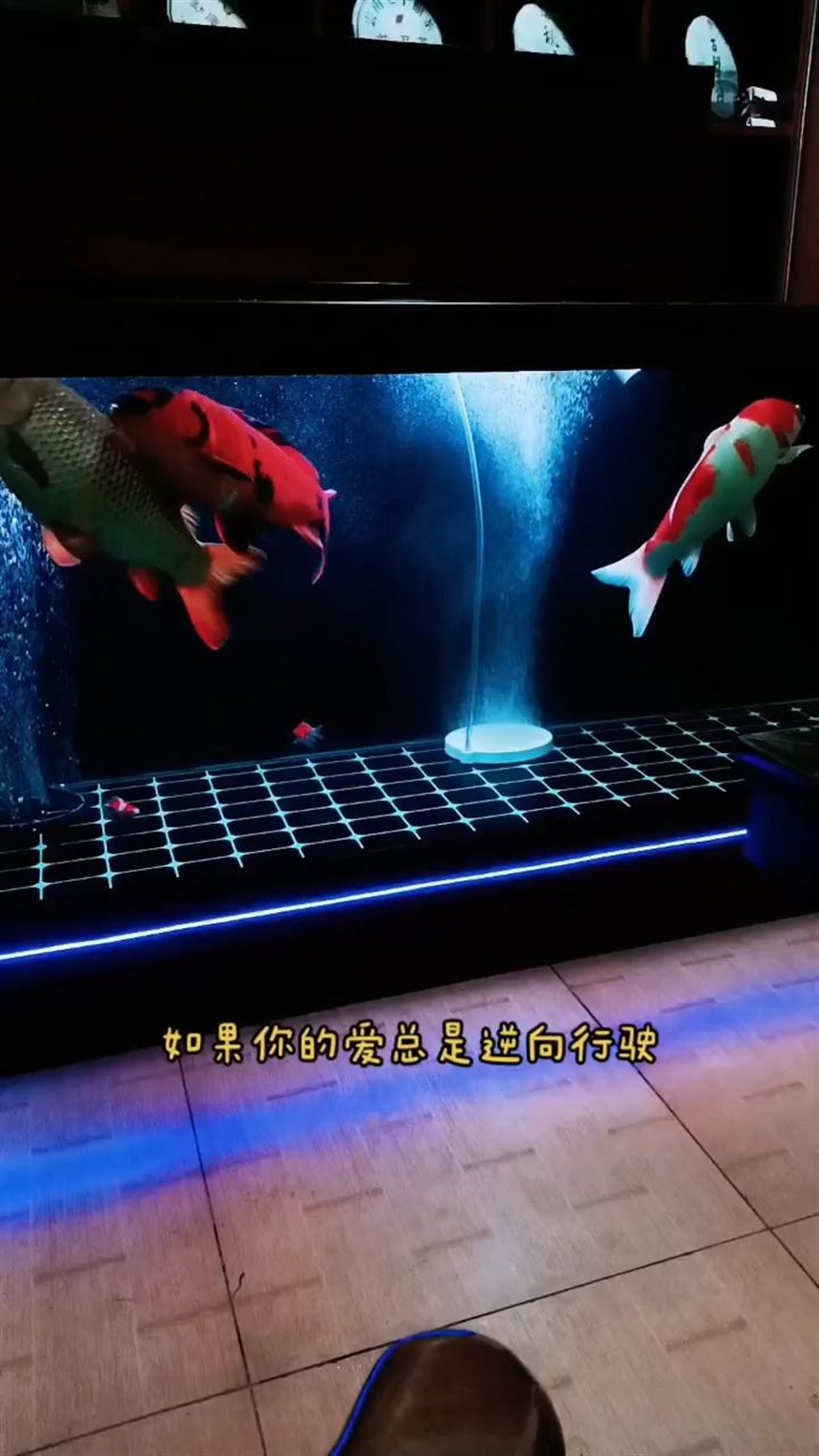 大型魚缸人工怎么搬運視頻教學(xué)：抱歉，根據(jù)您的問題，我無法直接提供答案