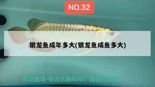 魚缸用增氧泵價格是多少:魚缸增氧機-xtrac增氧機-xtrac增氧機 銀龍魚成年多大(銀龍魚成魚多大) 銀龍魚百科 銀龍魚成年多大(銀龍魚成魚多大) 銀龍魚成年多大(銀龍魚成魚多大) 銀龍魚百科