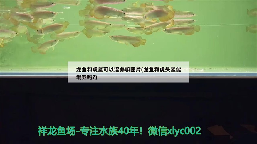 龍魚和虎鯊可以混養嘛圖片(龍魚和虎頭鯊能混養嗎?)