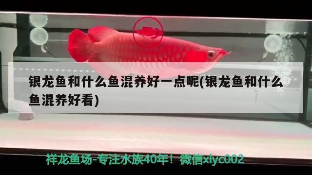 銀龍魚和什么魚混養好一點呢(銀龍魚和什么魚混養好看)