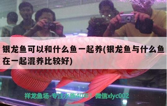 銀龍魚可以和什么魚一起養(銀龍魚與什么魚在一起混養比較好)