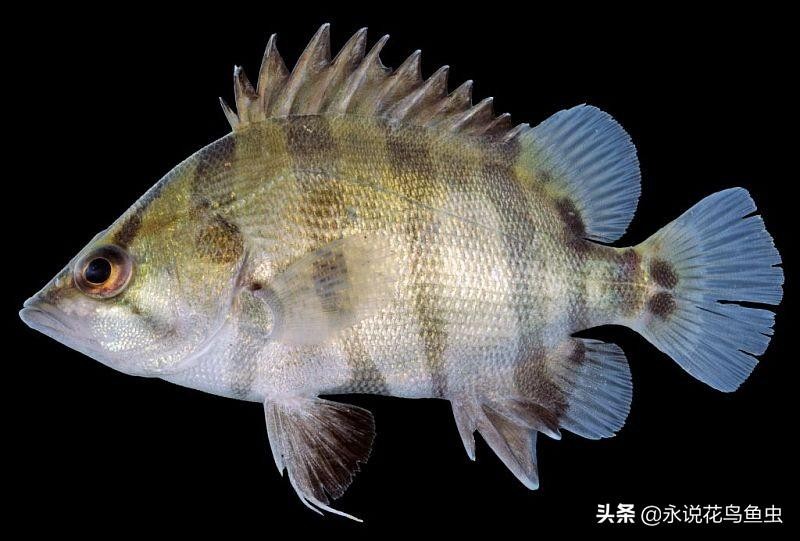 虎魚品種圖片及價格:什么蝦虎好養