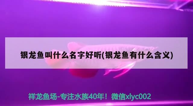 銀龍魚叫什么名字好聽(銀龍魚有什么含義)