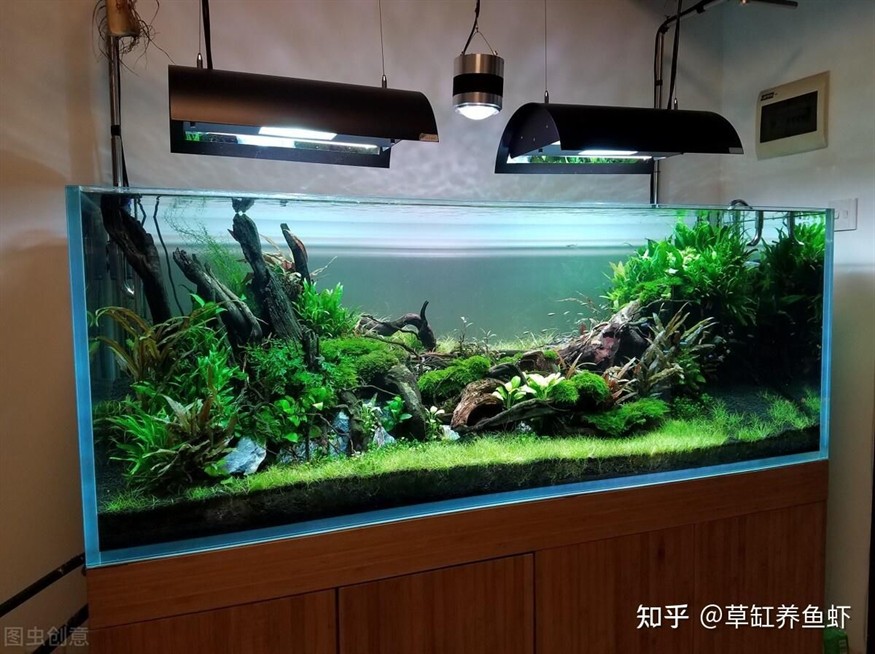 南美魚(yú)缸類(lèi)型推薦：南美魚(yú)缸以其獨(dú)特的風(fēng)格和豐富的生物多樣性而受到水族愛(ài)好者青睞
