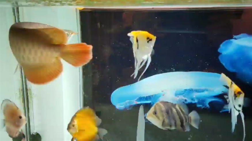 這個月家里人多龍魚養的掉眼兜嘴