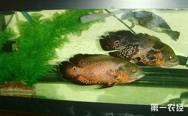 紅龍魚爬缸不愛吃東西怎么回事（紅龍魚爬缸不愛吃東西怎么回事兒）