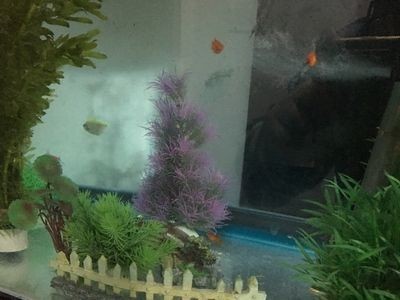 大洋魚缸怎么樣：大洋魚缸制冷公司