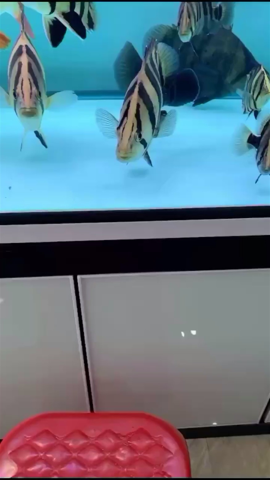 有身材的虎魚最迷人 有身材的虎魚最迷人 虎魚百科 第1張