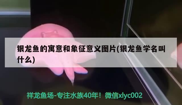 銀龍魚的寓意和象征意義圖片(銀龍魚學名叫什么)