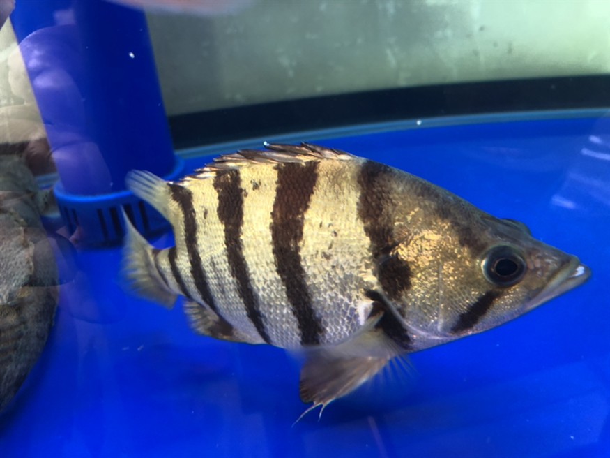 這個是虎魚嗎? 虎魚百科 第1張 這個是虎魚嗎? 這個是虎魚嗎? 虎魚百科 第1張