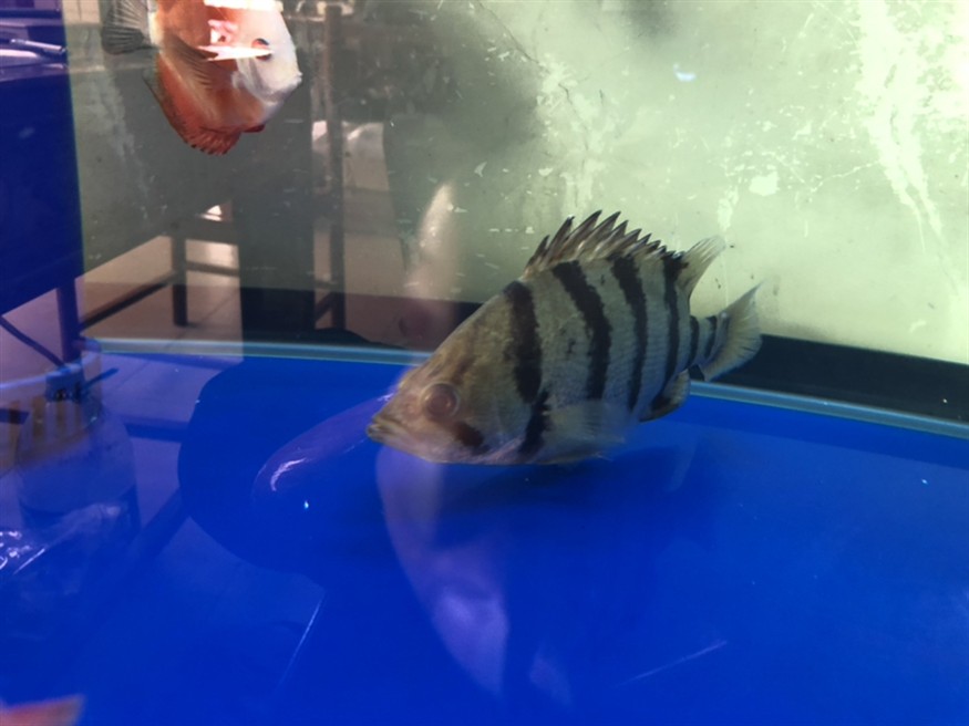 這個是虎魚嗎？ 這個是虎魚嗎？ 虎魚百科 第2張