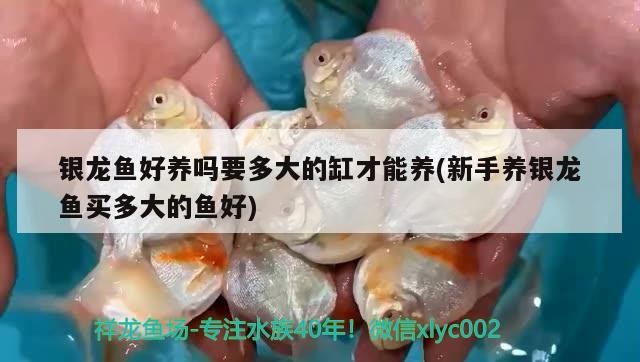 銀龍魚好養嗎要多大的缸才能養(新手養銀龍魚買多大的魚好)