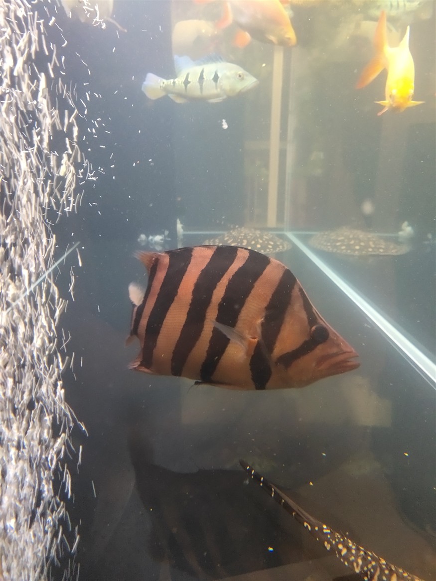 為什么別人的虎魚(yú)是黃的我的是紅的？