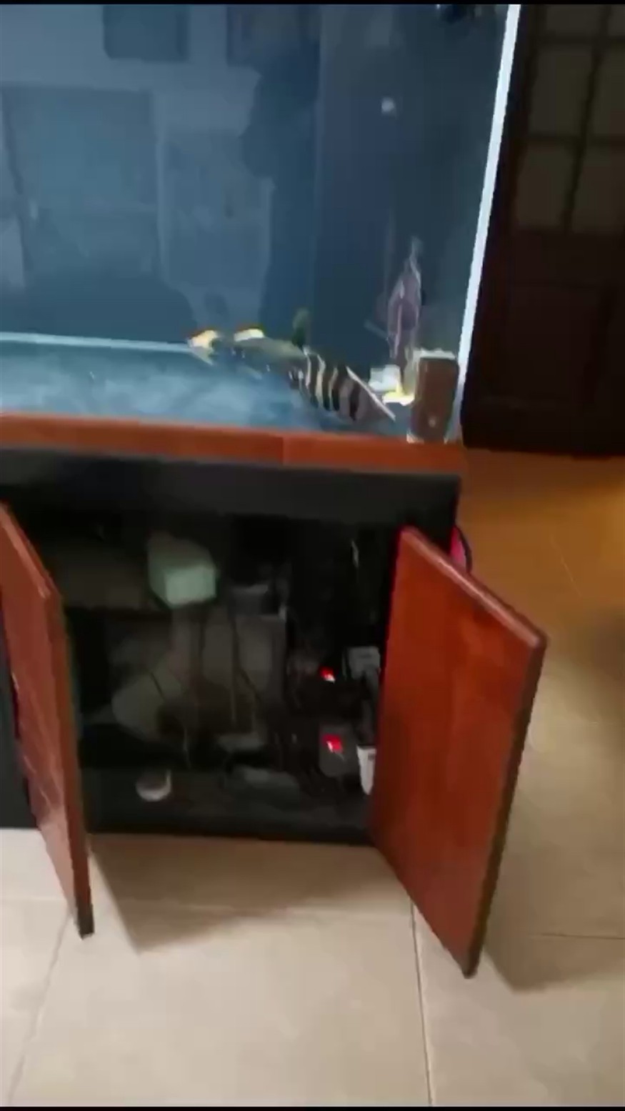 上岸出兩個虎魚
