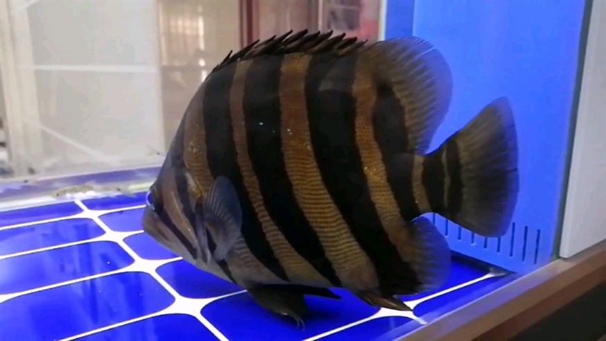 求助：虎魚收鰭不進食