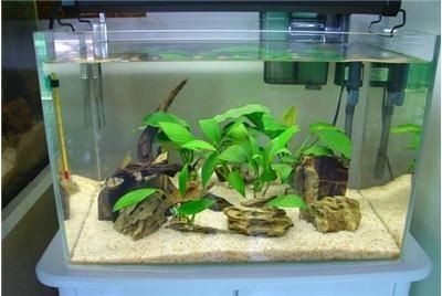 超白魚缸分幾種？：如何挑選超白魚缸