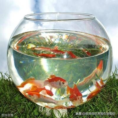 魚缸放在臥室可能會導致房間變得潮濕嗎？：放魚缸在房間內有可能導致房間變得潮濕以下是詳細的解釋