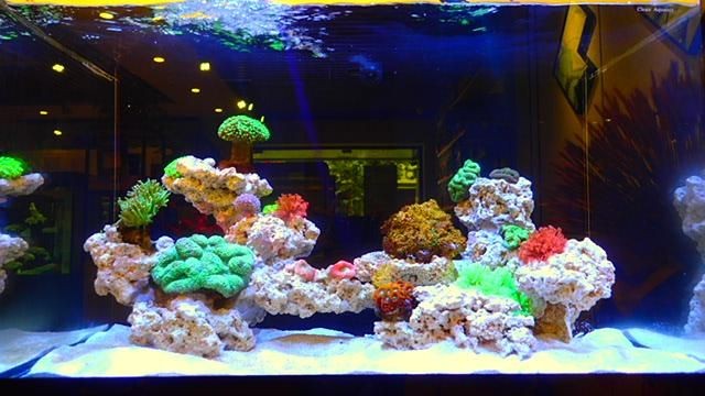 魚缸放在臥室可能會導(dǎo)致房間變得潮濕嗎？：放魚缸在房間內(nèi)有可能導(dǎo)致房間變得潮濕以下是詳細的解釋