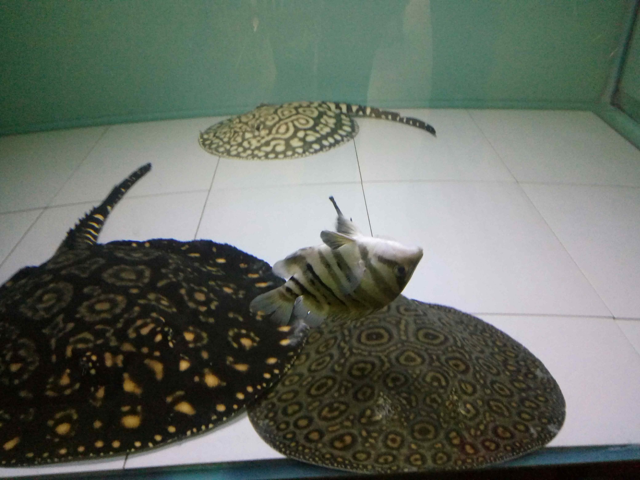 好久沒有見到虎魚這樣了