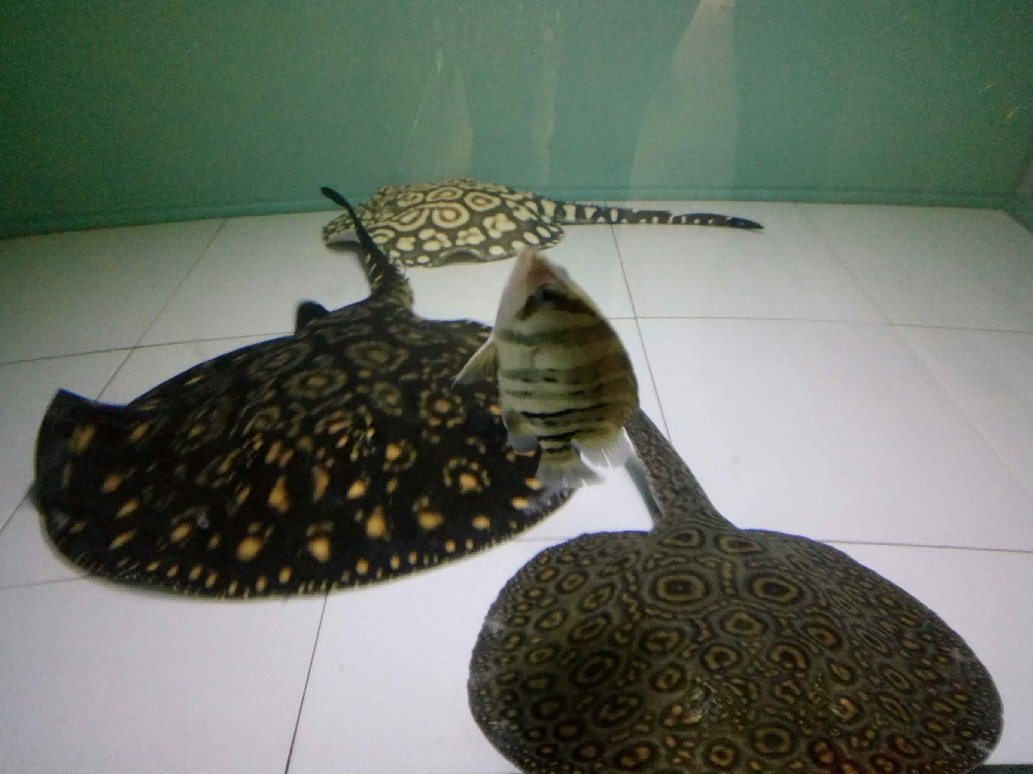 好久沒有見到虎魚這樣了