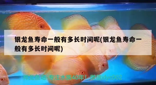 銀龍魚壽命一般有多長時間呢(銀龍魚壽命一般有多長時間呢)