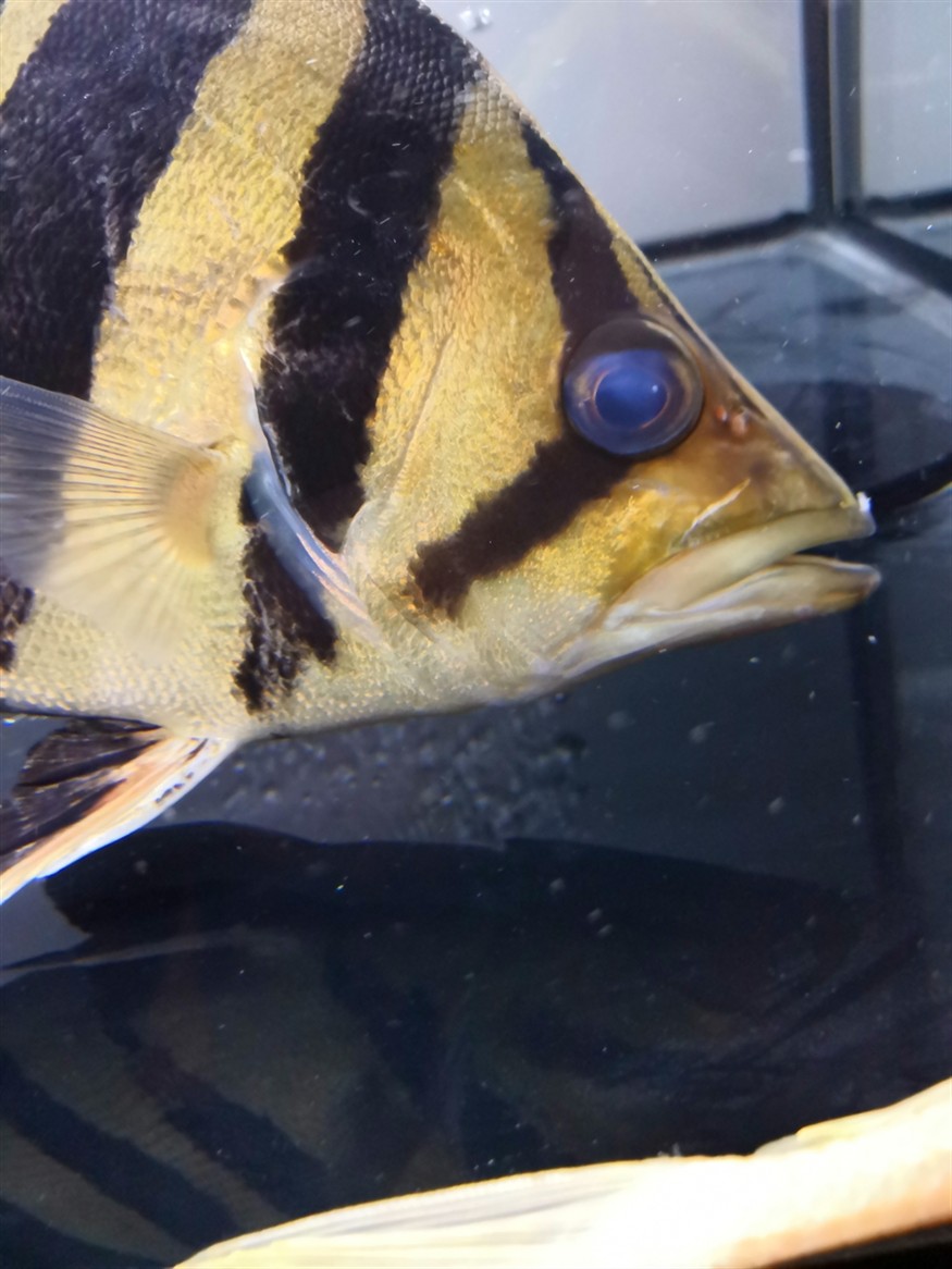 虎魚救急