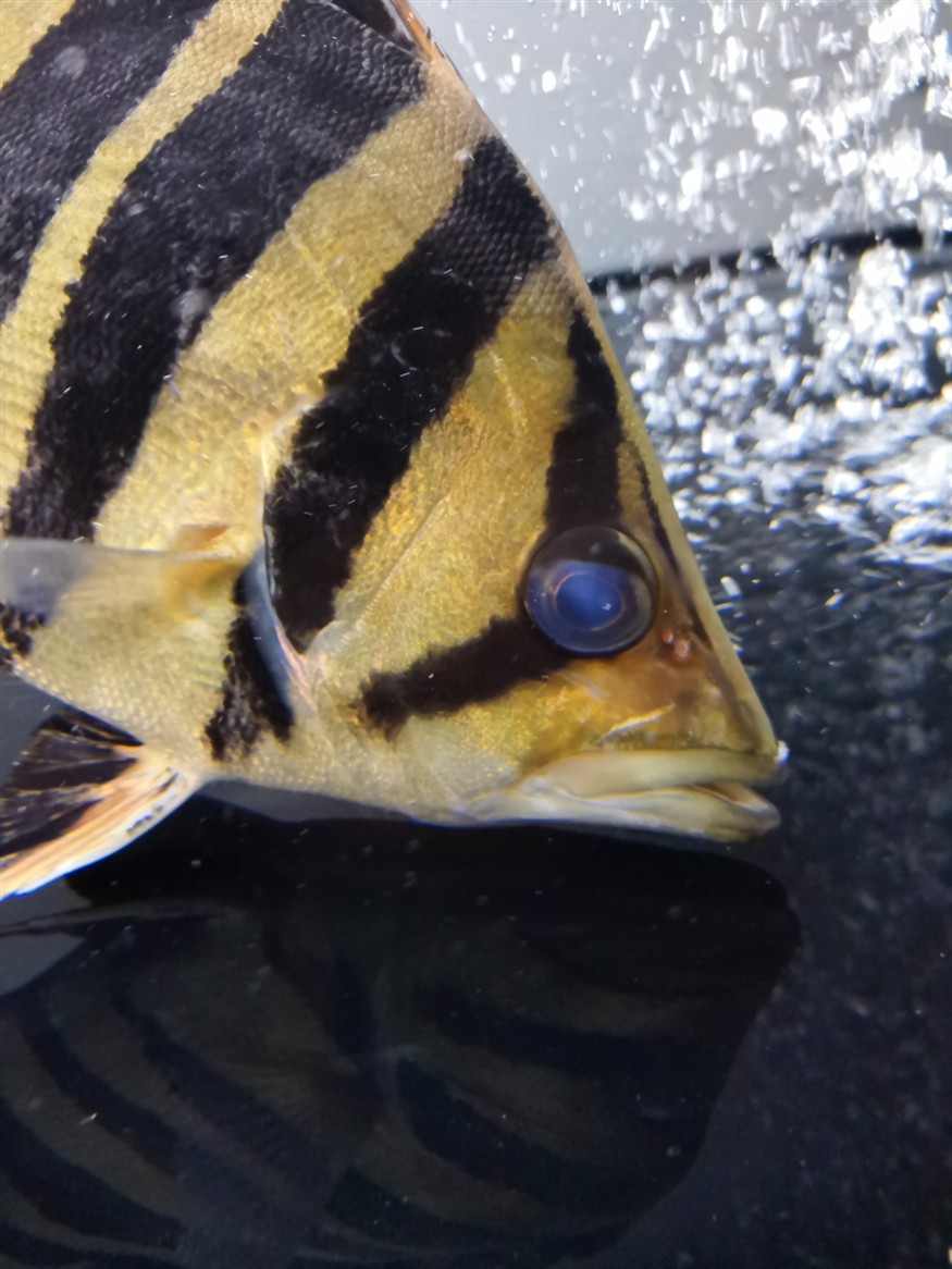 虎魚救急