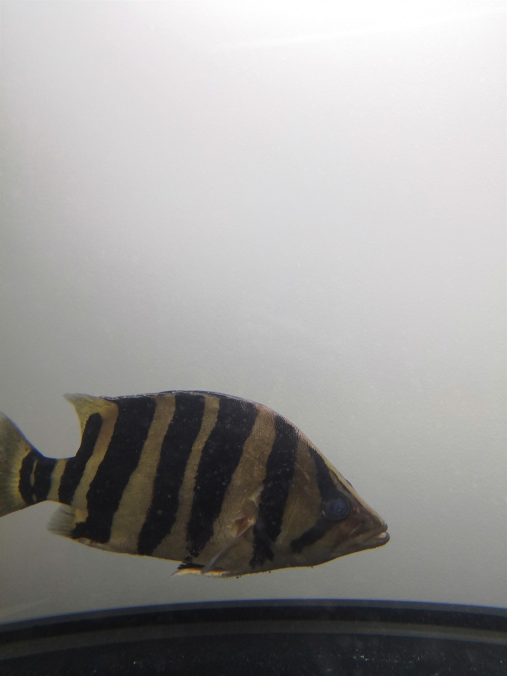 虎魚救急