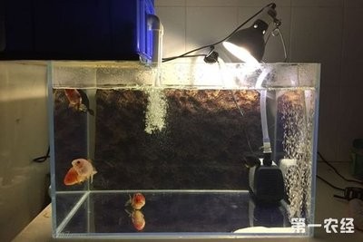 登封市市區麗華水族生活館（登封市市區麗華水族生活館地址）