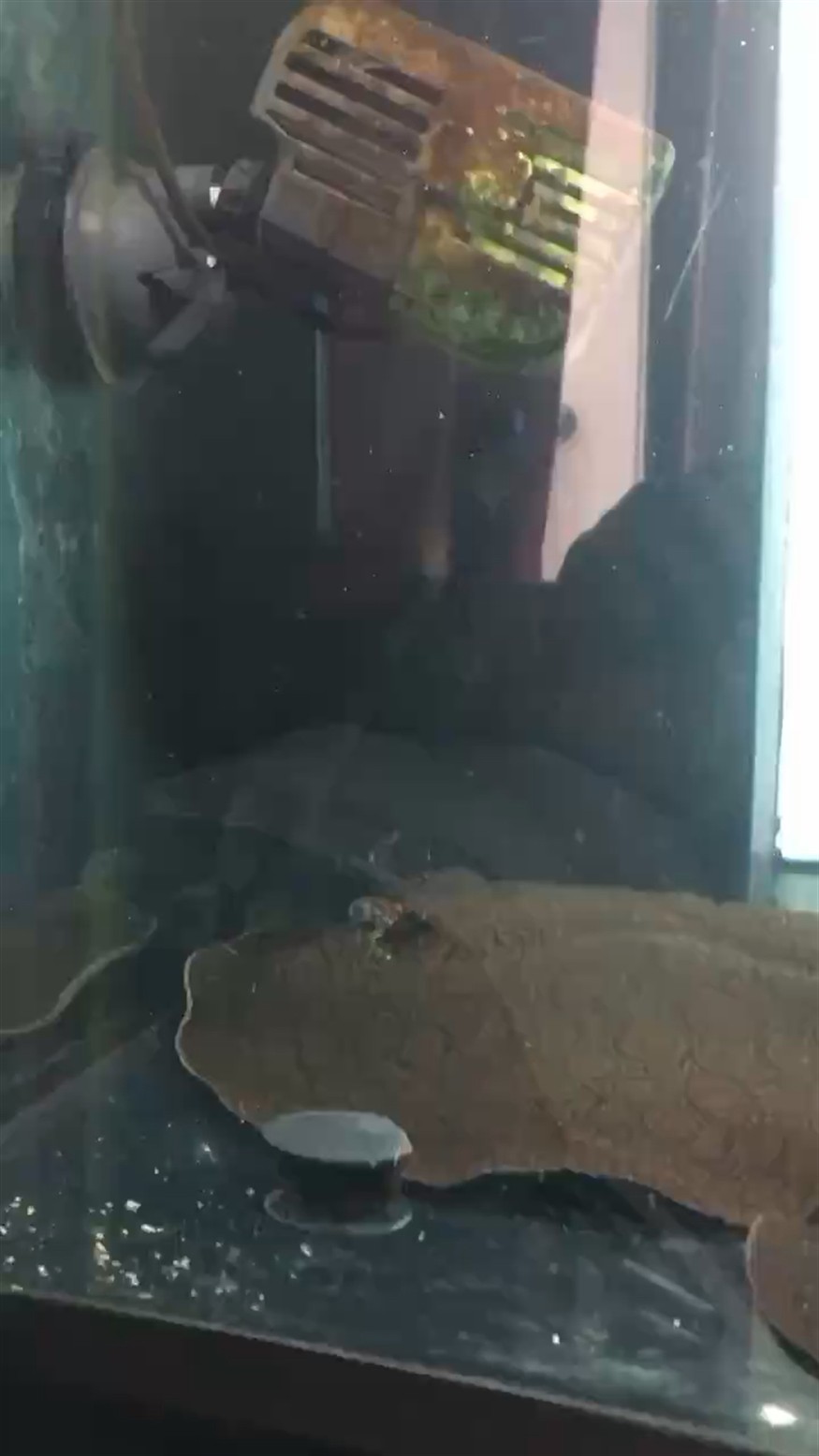 虎魚突然就翻了還抽筋還能救活嗎