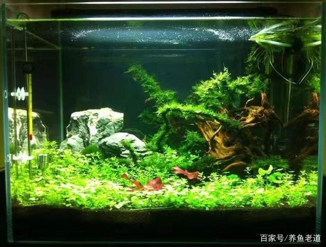 魚缸常見藻類：魚缸中常見的幾種藻類