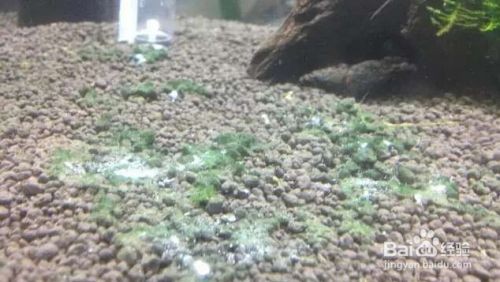 魚缸常見藻類：魚缸中常見的幾種藻類