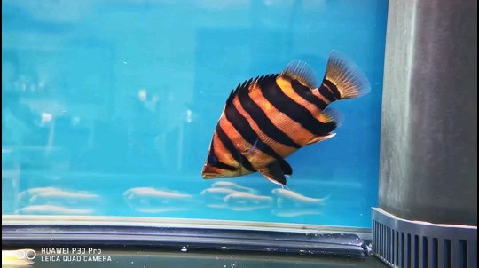 虎魚是不是不給喂飽？