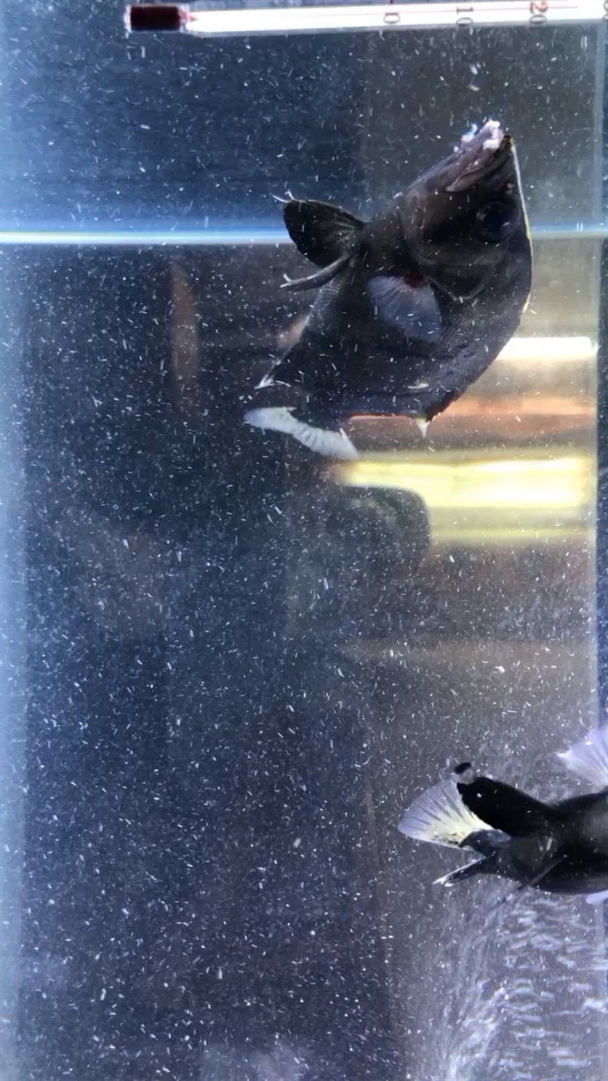 虎魚爛嘴怎么治？