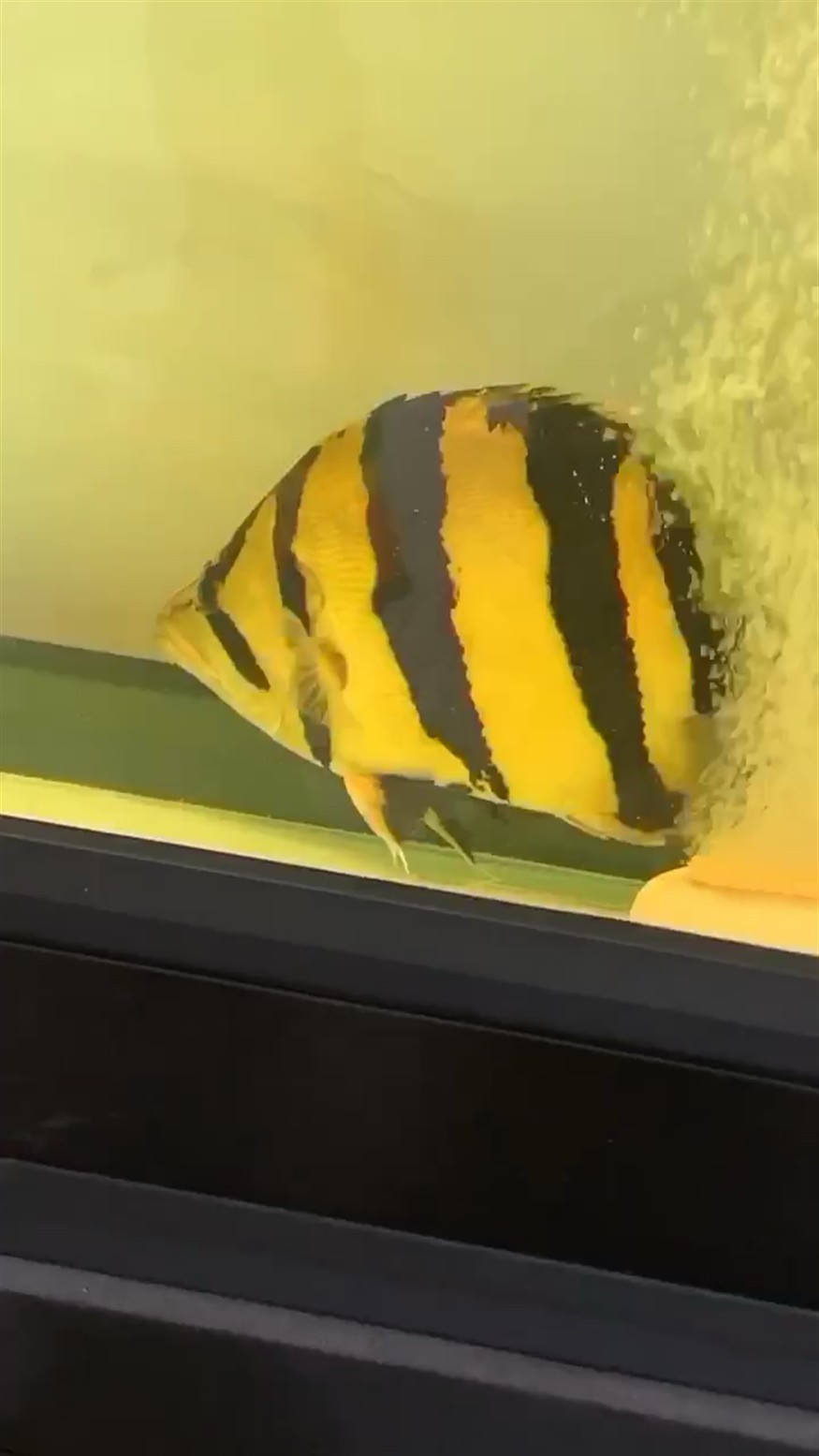 泰虎 高身泰國虎 三紋虎魚