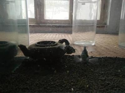 大魚缸怎么養孔雀魚:大魚缸養孔雀魚的技巧 魚缸百科 第3張 大魚缸怎么養孔雀魚:大魚缸養孔雀魚的技巧 大魚缸怎么養孔雀魚:大魚缸養孔雀魚的技巧 魚缸百科 第3張