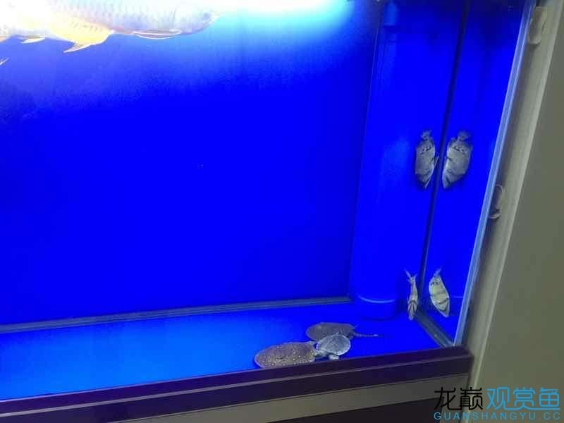 想清理掉三條魚弄兩條虎