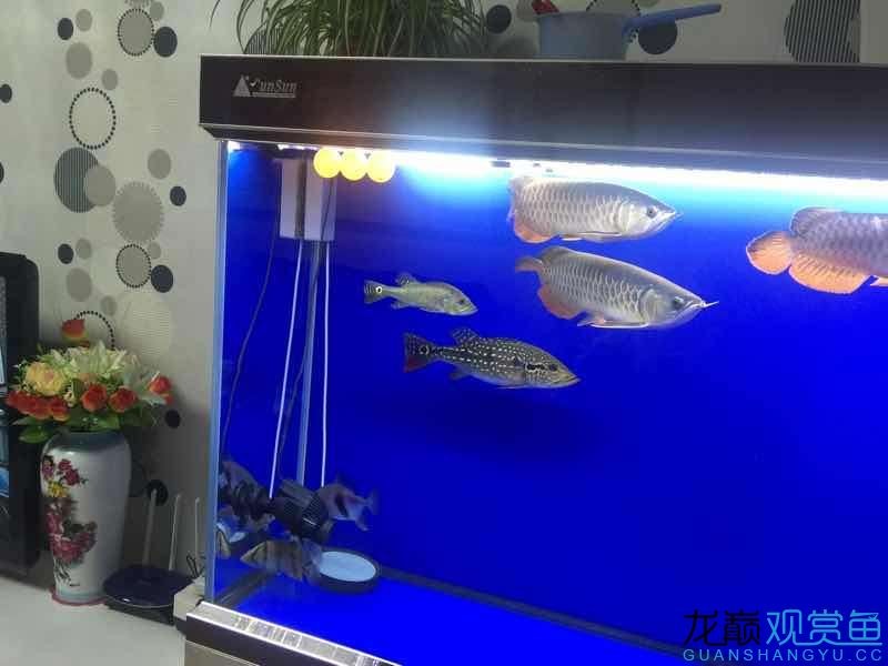 想清理掉三條魚弄兩條虎