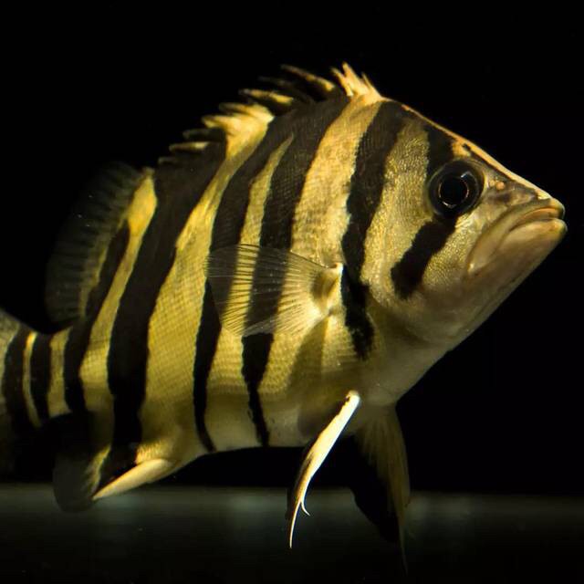 想要養好虎魚沙發沙發