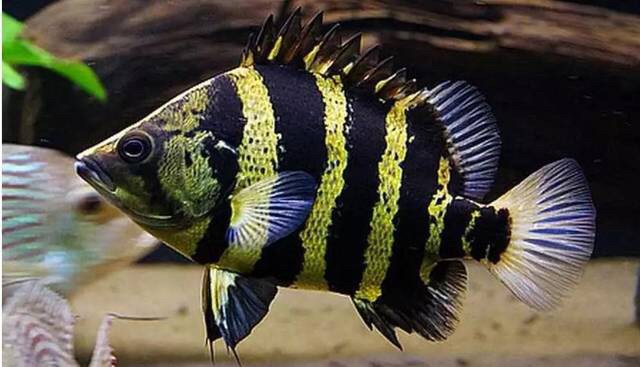 想要養好虎魚沙發沙發
