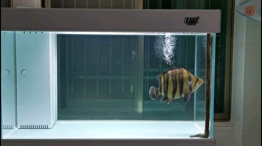 折騰了一天虎魚到家了