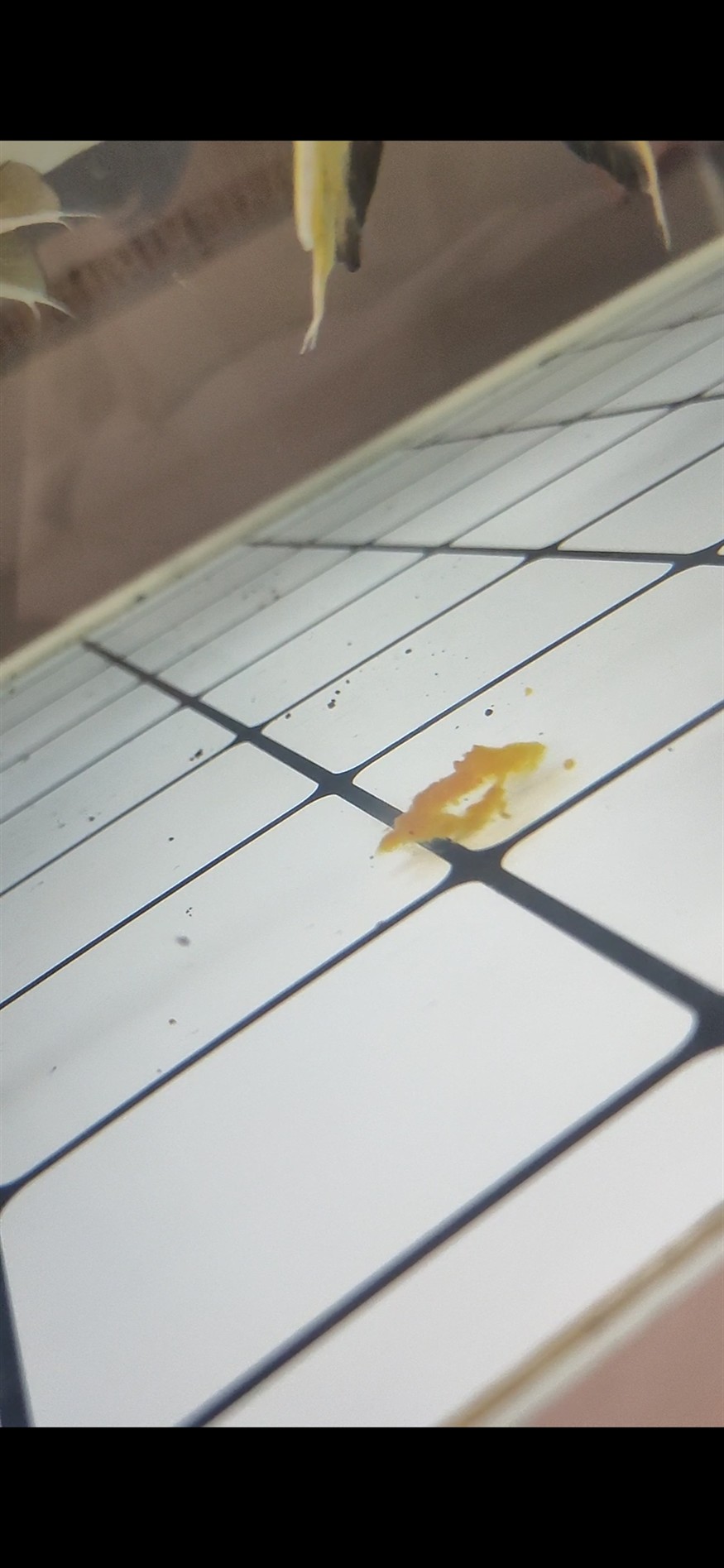 求助 虎魚