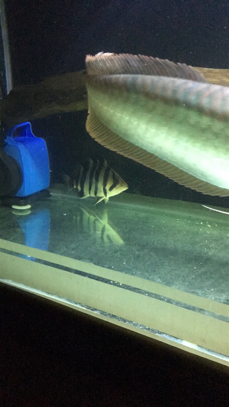 虎魚(yú)問(wèn)題