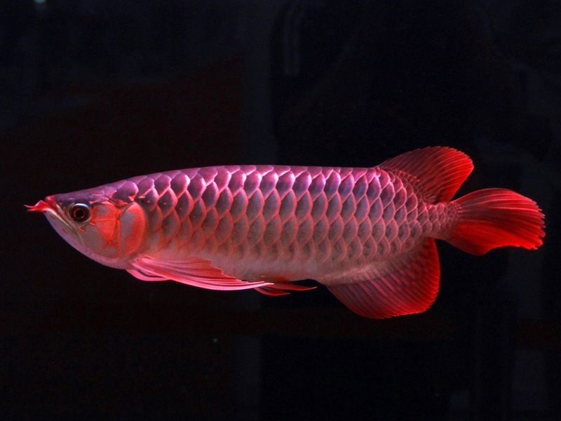 五虎缺一 五虎缺一 銀龍魚百科 第1張