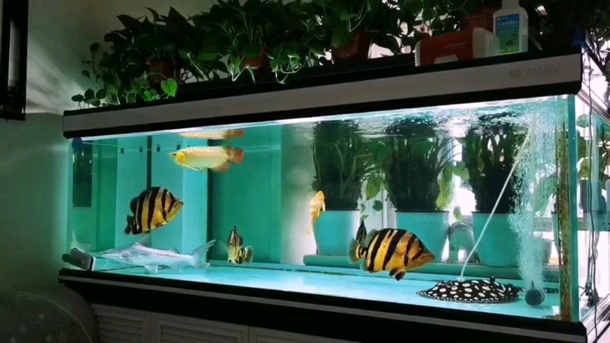 五虎缺一 五虎缺一 銀龍魚百科 第2張