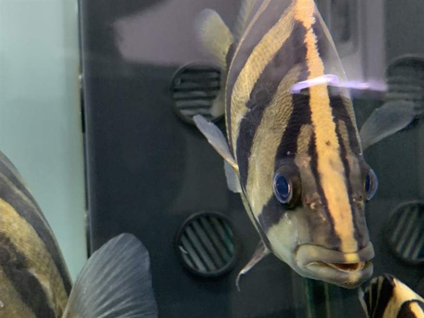 虎魚眼睛有兩顆小點