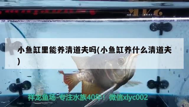 建檔虎魚龍巔 建檔虎魚龍巔 虎魚百科 第4張