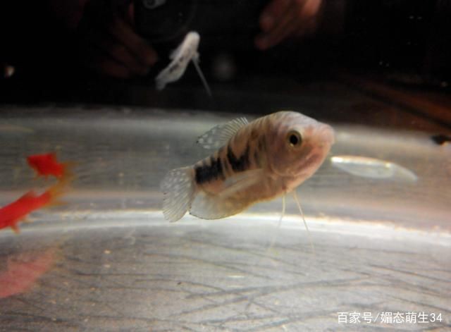 大魚水族魚缸怎么養：大魚水族魚缸的養護方法是根據搜索結果總結的大魚水族魚缸的養護