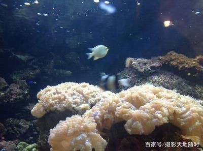 大魚水族魚缸怎么養：大魚水族魚缸的養護方法是根據搜索結果總結的大魚水族魚缸的養護