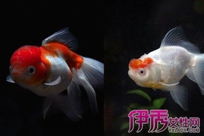 大魚水族魚缸怎么養：大魚水族魚缸的養護方法是根據搜索結果總結的大魚水族魚缸的養護